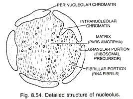 Nucleolus Structure And Function