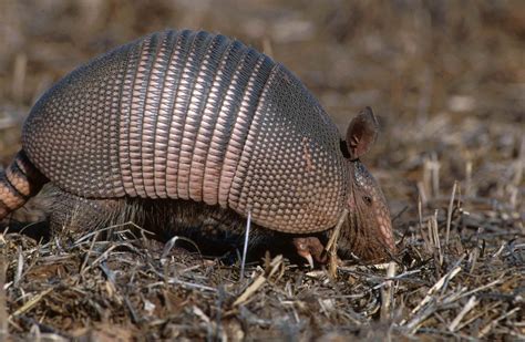 Facts about the Nine Banded Armadillo of USA - PickChur