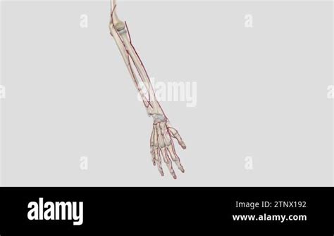 Forearm. Radial Artery The radial artery is one of two major blood ...