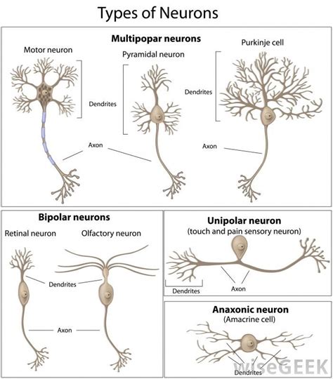 neurons and their functions