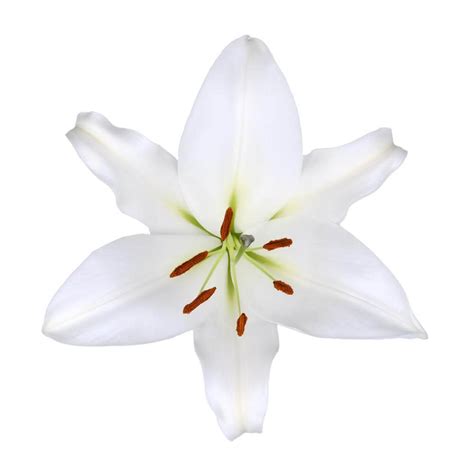 Zambesi - Oriental Lily - Esmeralda Farms Wholesale Flowers