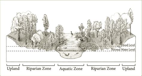 The plants found in riparian areas often have characteristics of both ...