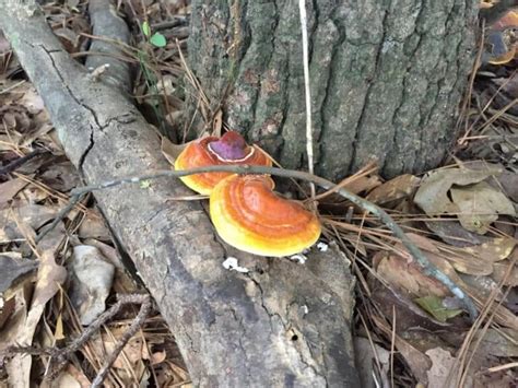 Reishi Mushroom Identification, Species, and Foraging - Mushroom Appreciation