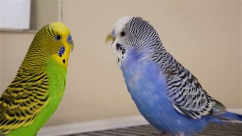 Parakeets being cute (grooming, etc.) in REAL 4K video (Panasonic Lumix ...