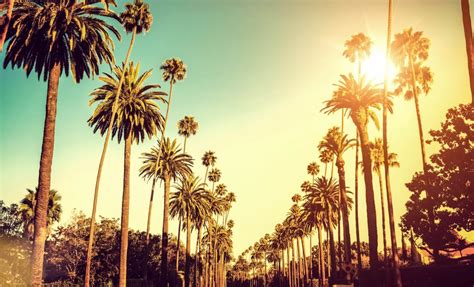 Palm-Trees-Hollywood-Los-Angeles-iStock_000032047156_Large-2 – No Bad Movie