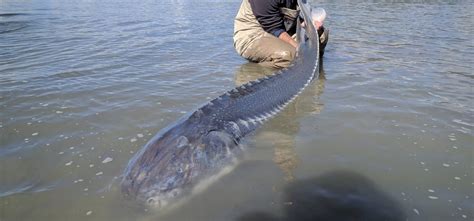 Fraser River Sturgeon Fishing Pictures - Johnny's Sport Fishing