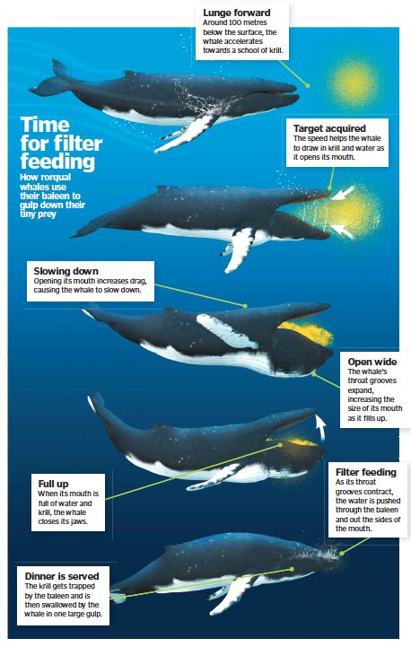 [DIAGRAM] Skeletal Diagram Of A Humpback Whale - MYDIAGRAM.ONLINE