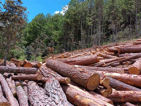 Exhiben desmonte de bosque a consecuencia de tala ilegal en Chiapas - Evlyn Online