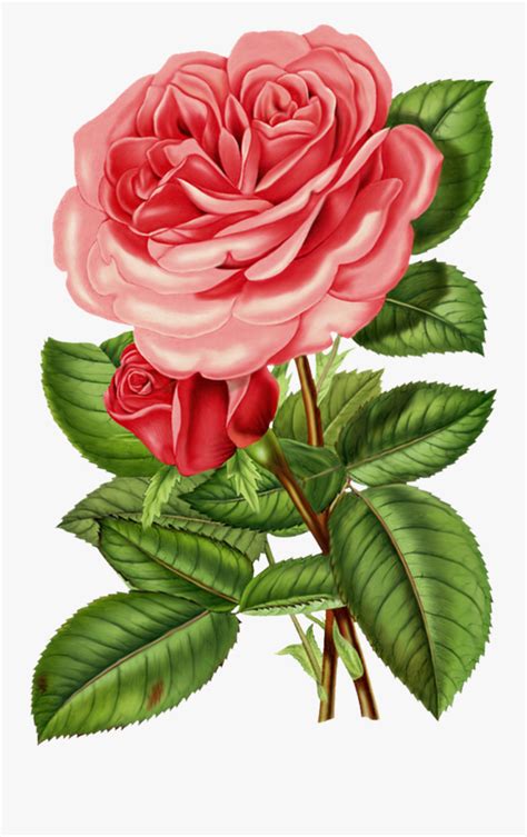 Victorian Rose Clip Art - Transparent Vintage Roses Png , Free Transparent Clipart - ClipartKey