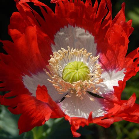 Poppy Seed - Poppy Danish Flag Flower Seeds