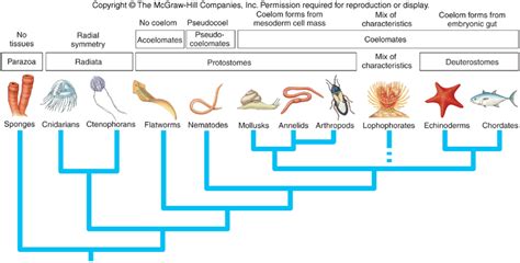 Phylogeny Of Animals