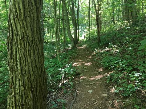 Spring Creek Nature Trail | Easy hike near Asheville