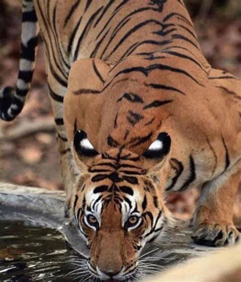 So Tigers Have Eyespots on their Back as Intimidation When They Drink ...