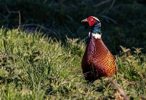 Pheasant Field Feathers - Free photo on Pixabay - Pixabay