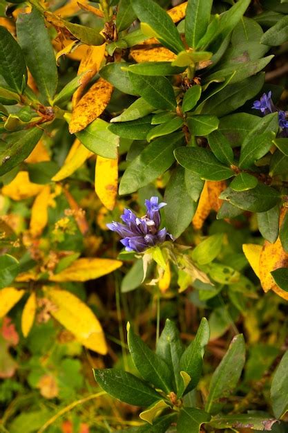 Premium Photo | Alpine mountain flowers wildflowers growing on mountains