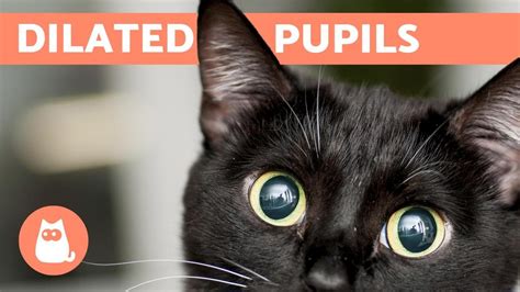 Why does my CAT have DILATED PUPILS? - Widespread Causes - PetsBlogLive