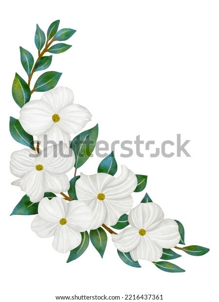 White Dogwood Watercolor Flower Illustration Green Stock Illustration ...