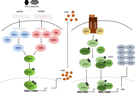 Frontiers | Role of Hypoxia in the Interferon Response