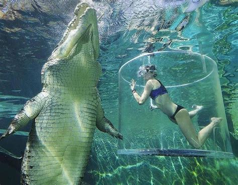 Crocodile 'Cage of Death' sounds like a nice place to vacation - CNET