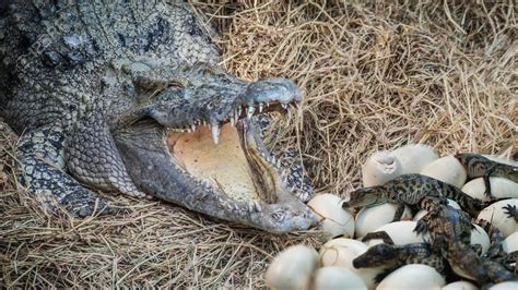 Lizard’s Favorite Treat: How Crocodile Eggs Became a Delicious Meal (VIDEO)