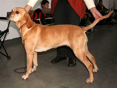 Portuguese Pointer Info, History, Temperament, Training, Puppy, Pictures