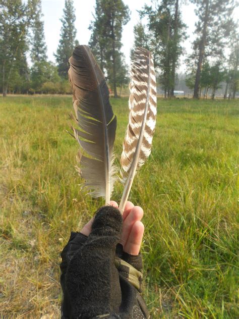 Hawk Feathers by South-Williams on DeviantArt