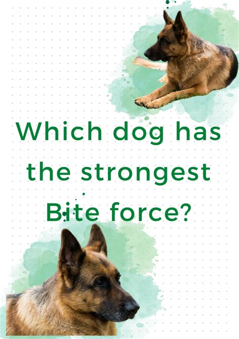 Which dog has the strongest bite force? - Cuddlytails