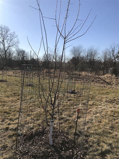 Help with pruning plum trees (second year?) - General Fruit Growing ...