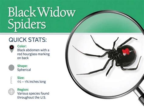 BLACK WIDOW SPIDER Latrodectus, Black Widow Spider, is a broadly ...