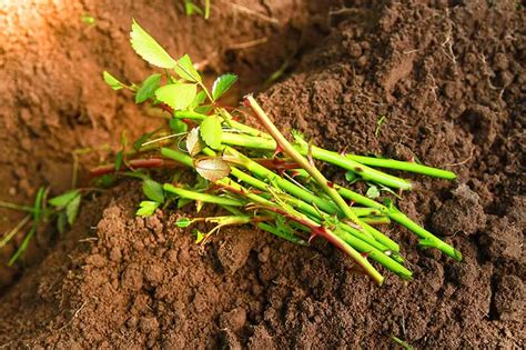 How to Propagate Roses from Cuttings | Gardener’s Path