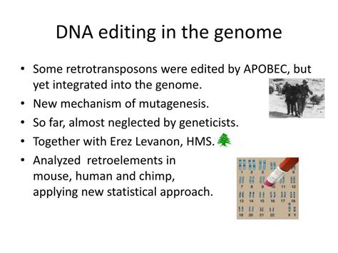 PPT - Junk DNA and DNA editing PowerPoint Presentation, free download ...