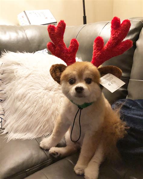 Dasher, Dancer, Prancer... Name this reindeer. : r/christmas