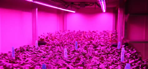 Greenhouse Lighting Options – Urban Ag News