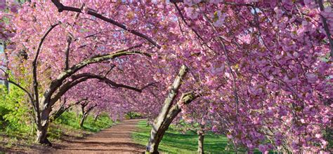 Springtime Guide to Central Park’s Cherry… | Central Park Conservancy