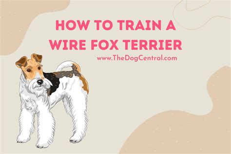 How to Train a Wire Fox Terrier? | The Dog Central