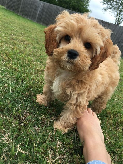 Cockapoo puppy dog so cute tiny cocker spaniel poodle mix | The perfect dog