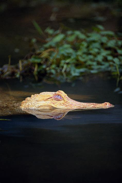 Leucistic Alligator Photograph by Steve Cooper