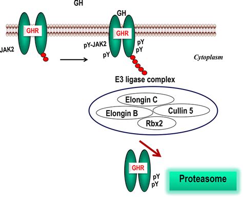 Growth Hormone Receptor Signaling Pathways and its Negative Regulation by SOCS2 | IntechOpen