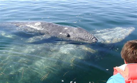 Baby Gray Whales! - Baby Animal Zoo