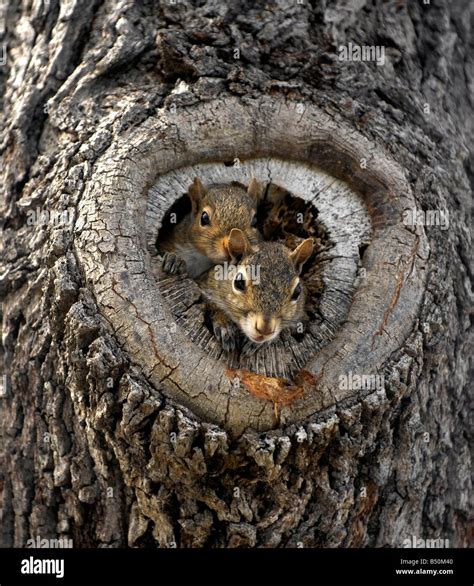 Grey squirrel with young in a hollow tree nest Stock Photo: 20299440 ...