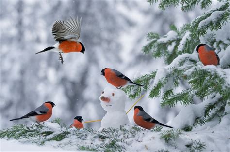 Bullfinches in Snow-Covered Tree 高清壁纸 | 桌面背景 | 2048x1363 | ID:866026 - Wallpaper Abyss