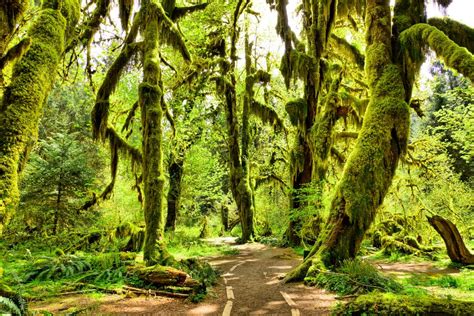 Easy Hoh Rainforest Hikes in Olympic National Park • Making Family Travel Manageable