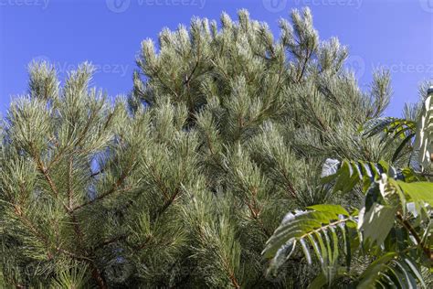 mixed forest with trees of different species in the summer season ...