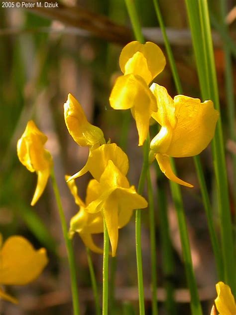 Utricularia cornuta (Horned Bladderwort): Minnesota Wildflowers