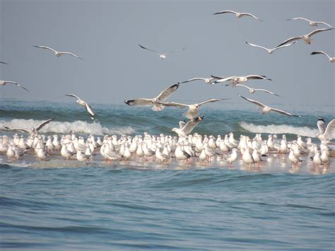 Devbagh Beach, Malvan, Sindhudurg Known for Watersports @ Tsunami Island