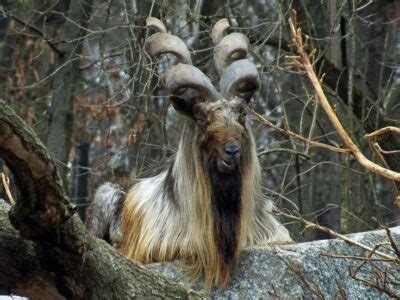 National animal of Tajikistan - Markhor | Symbol Hunt