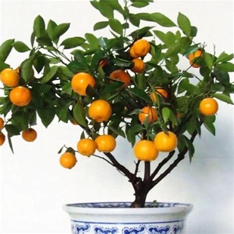 50PCS Bonsai Orange Potted Edible Tangerine Citrus Fruit Dwarf Orange ...