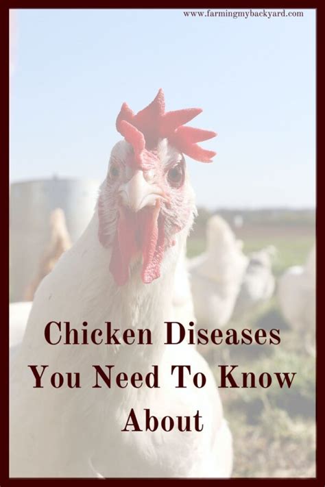 Chicken Diseases You Need To Know About - Farming My Backyard