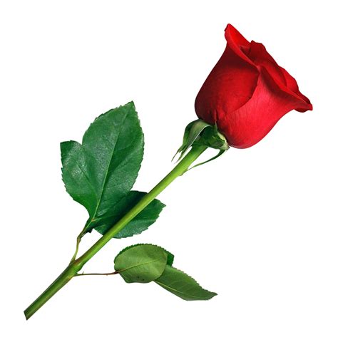 Rose PNG HD Transparent Rose HD.PNG Images. | PlusPNG