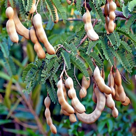 Amazon.com : Tamarind Tree - Tamarindus Indica Tree Seeds, Tropical Edible Fruit Flower Plant ...